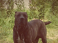 cane corso rustic type